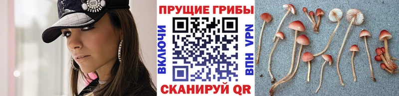 Галлюциногенные грибы Psilocybine cubensis  продажа наркотиков  мориарти официальный сайт  Белёв 